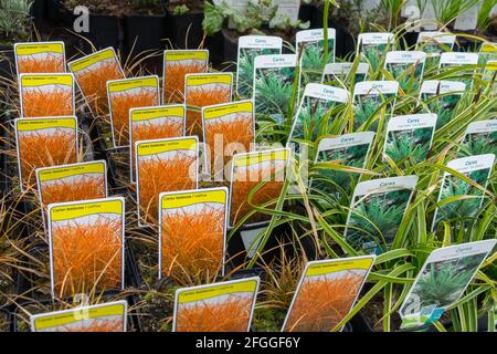 Ornamental grass Carex testacea and Carex morrowii 'Ice Dance' for sale in garden centre Stock Photo