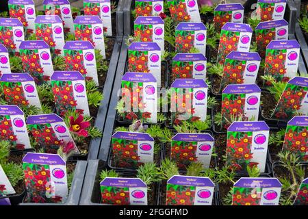 Pulsatilla vulgaris Rubra for sale in garden centre Stock Photo