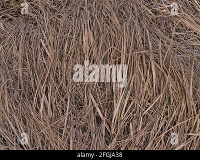 Closeup view of dry blades of grass on the ground with brown pattern on meadow at cape Öndverðarnesviti on northwestern coast of Snæfellsnes, Iceland. Stock Photo