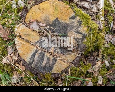 Storm damage. Toppled trees in the forest after a storm. Nature and forest photo. Stock Photo