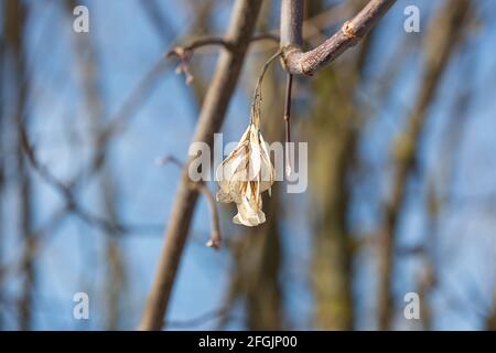 Dry American Maple Seeds Hang on Empty Tree Branches in Spring. Stock Photo