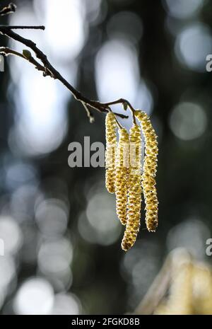 Common hazel flowering (Corylus avellana) Stock Photo