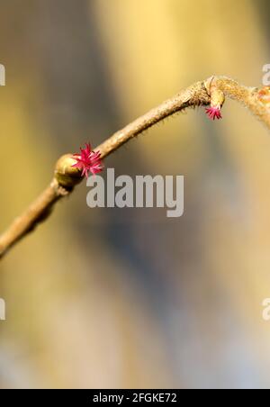 Common hazel flowering (Corylus avellana) Stock Photo