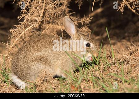 Kidderminster, UK. 25th April, 2021. UK weather: the wildlife is out today enjoying the warm early morning sun. This wild young rabbit is taking in a power-breakfast of wild grass as it soaks up the morning sunshine. Credit: Lee Hudson/Ģ����ý Live News Stock Photo