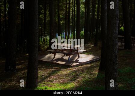 Picnic table in the forest illuminated by sunlight Stock Photo