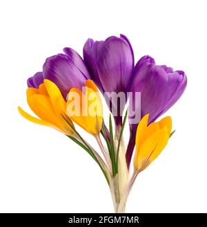 Crocus flowers bouquet, isolated on white background. Beautiful spring flowers. Stock Photo