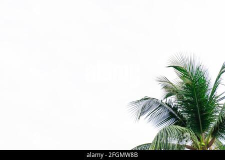 Coconut leaf frame isolate on white background whit copy space, Summer concept. Stock Photo