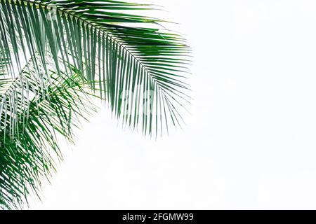 Coconut leaf frame isolate on white background whit copy space, Summer concept. Stock Photo