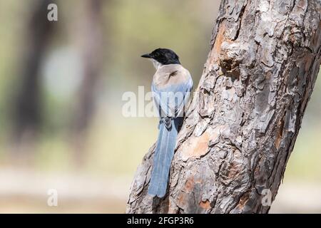 Iberian magpie or azure-winged magpie, Cyanaopica cooki, single adult perched on a tree, Coto Donana, Seville, Spain