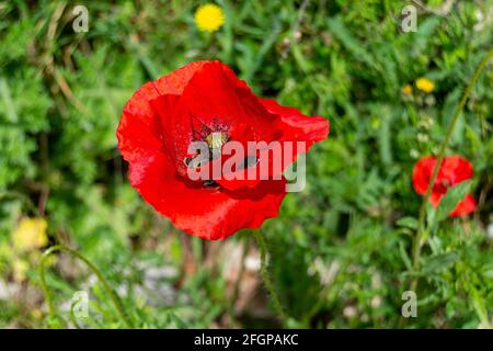Close-up of the red poppy flower on the road to Madrid Rio, in Madrid, Spain. Horizontal photography. Stock Photo