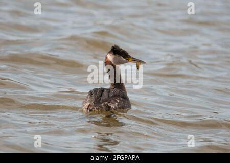 Grebe with tiny fish in beak Stock Photo