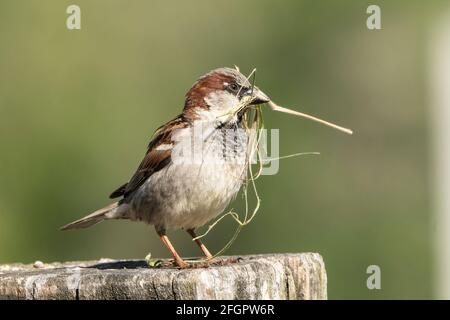 house sparrow, Passer domseticus, single adult male perched on building, carrying nesting material, New Zealand Stock Photo