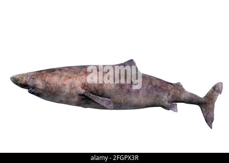 Greenland shark, microcephalus somniosus, on white background Stock Photo