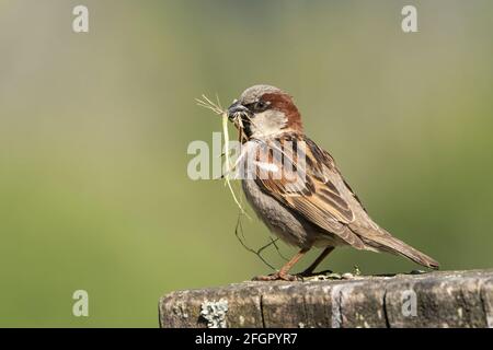 house sparrow, Passer domseticus, single adult male perched on building, carrying nesting material, New Zealand Stock Photo