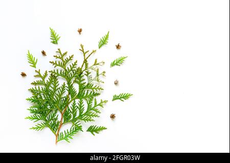 composition of twigs of thuja and tiny cones isolated on a white background. Christmas card concept. space for text Stock Photo