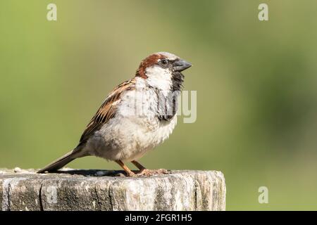 house sparrow, Passer domseticus, single adult male perched on building, New Zealand Stock Photo