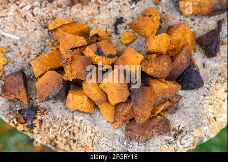 pile pieces of chopped and peeled chaga mushroom birch fungus are stacked on a wooden stump background. step by step Stock Photo