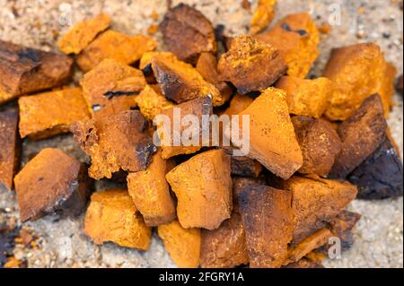 pile pieces of chopped and peeled chaga mushroom birch fungus are stacked on a wooden stump background. step by step Stock Photo