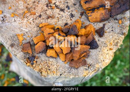 pile pieces of chopped and peeled chaga mushroom birch fungus are stacked on a wooden stump background. step by step Stock Photo