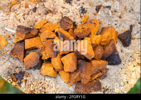 pile pieces of chopped and peeled chaga mushroom birch fungus are stacked on a wooden stump background. step by step Stock Photo