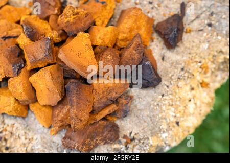 pile pieces of chopped and peeled chaga mushroom birch fungus are stacked on a wooden stump background. step by step Stock Photo
