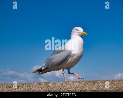 A single herring gull (larus argentatus) isolated against a blue sky on a sunny day. Taken at Maryport on the Solway Coast in north west Cumbria, UK Stock Photo