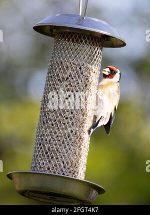 One adult Goldfinch, Carduelis carduelis, feeding on a sunflower seed feeding in a british garden, Suffolk UK Stock Photo