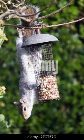 Grey squirrel on a bird feeder UK; an Eastern gray squirrel, Sciurus carolinensis, trying to get peanuts from a garden bird feeder Suffolk UK Stock Photo