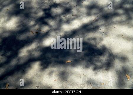 Background texture. Shadows of the tree's branches on the concrete floor. Blue and yellow colors. Stock Photo