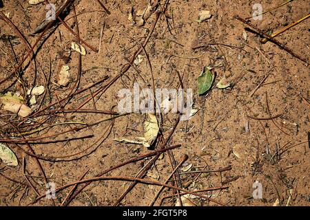 Yellow orange sand background texture with some small branches, leaves and stones. Stock Photo
