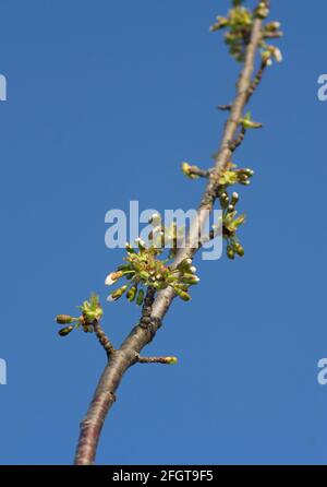 Macro of cherry twig with many blossom buds . Springtime background Stock Photo