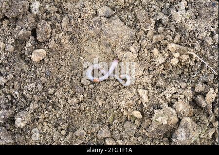 an earthworm on the loosened soil spring in the garden Stock Photo