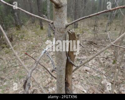 Storm damage. Toppled trees in the forest after a storm. Bokeh background. Stock Photo