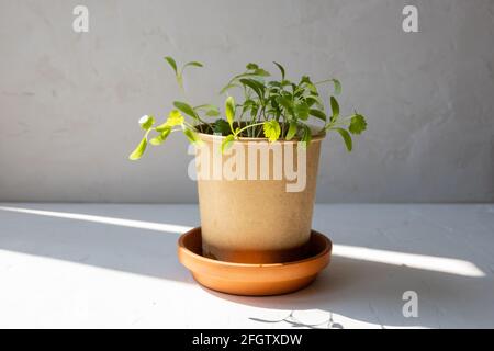 Young cilantro or coriander shoots in a brown paper pot reused from a take-out soup container with sunlight shining from the side. Stock Photo