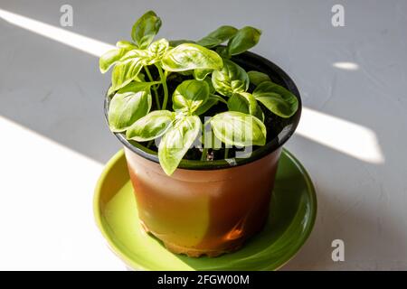 A pot of a young basil plant on a green plate on white background with sunlight shining from the side. Stock Photo