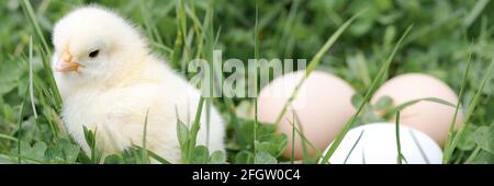 cute little tiny newborn yellow baby chick and three chicken farmer eggs in the green grass on nature outdoor. banner Stock Photo