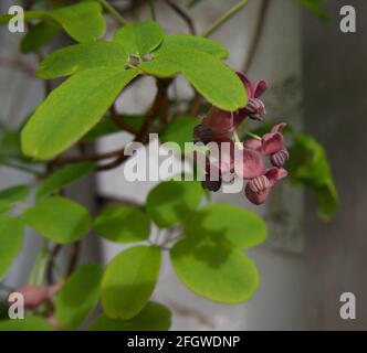 Close up image of akebia quinata or chocolate vine with five leaf foliage Stock Photo