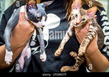 Two kittens in the hands of a woman close up Stock Photo
