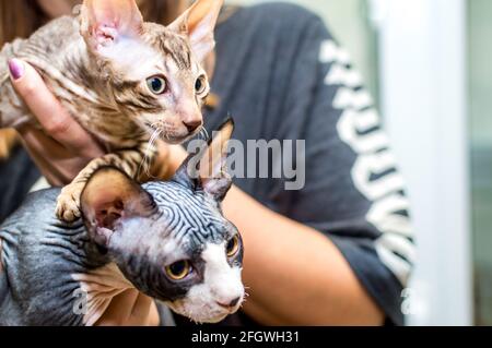 Two kittens Cornish Rex and Sphinx in the hands of the hostess close-up Stock Photo