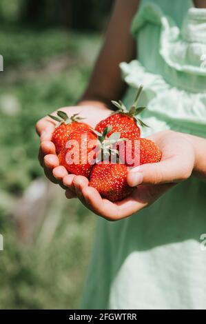 Girl picking strawberries in a garden Stock Photo - Alamy