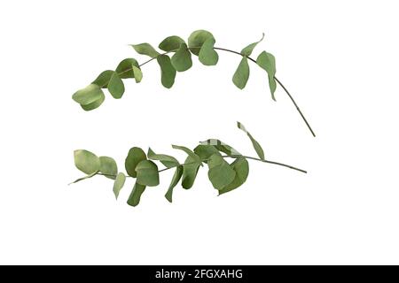 Two dry eucalypto branches isolated on white. Floristic home decor. Stock Photo