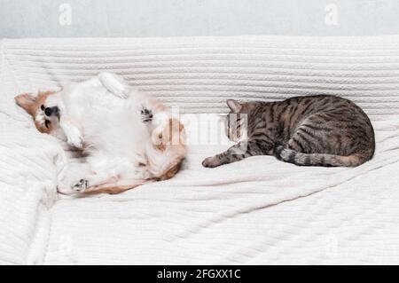 dog is lying on the bed on his back. Next to sleep a cat. Concept cat and dog Stock Photo