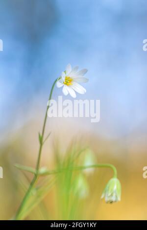 Macro shot of a greater stitchwort (rabelera holostea) flower covered ...