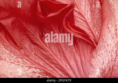 Close-up flower petals, abstract natural background with gradient red color. Stock Photo
