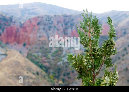 lonely young thuja with the turned green foliage at top of the stone rock of the mountain Stock Photo