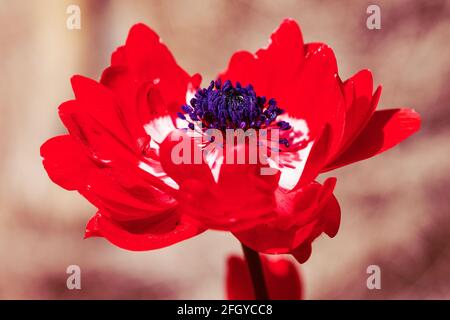 Anemone coronaria Hollandia Stock Photo