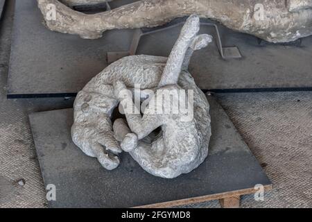 Dog body plaster cast, ancient victim of the Mount Vesuvius volcano eruption in AD 79, Mensa Ponderaria in Pompeii, Italy Stock Photo