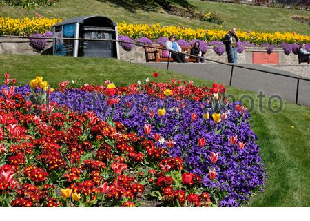 Edinburgh, Scotland, UK. 25th Apr 2021. Springtime flower beds in full bloom in West Princes Street Gardens on a glorious warm and sunny day. Credit: Craig Brown/Alamy Live News Stock Photo