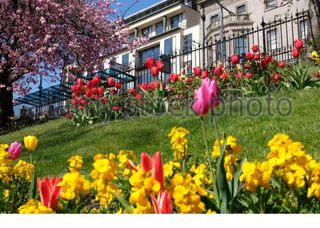 Edinburgh, Scotland, UK. 25th Apr 2021. Springtime flower beds in full bloom in West Princes Street Gardens on a glorious warm and sunny day. Credit: Craig Brown/Alamy Live News Stock Photo