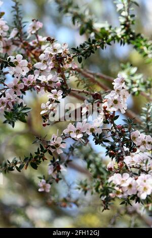 Pink and white flowers and buds of the Peach blossom Tea Tree Leptospermum squarrosum, family Myrtaceae, growing in Sydney woodland, New South Wales Stock Photo